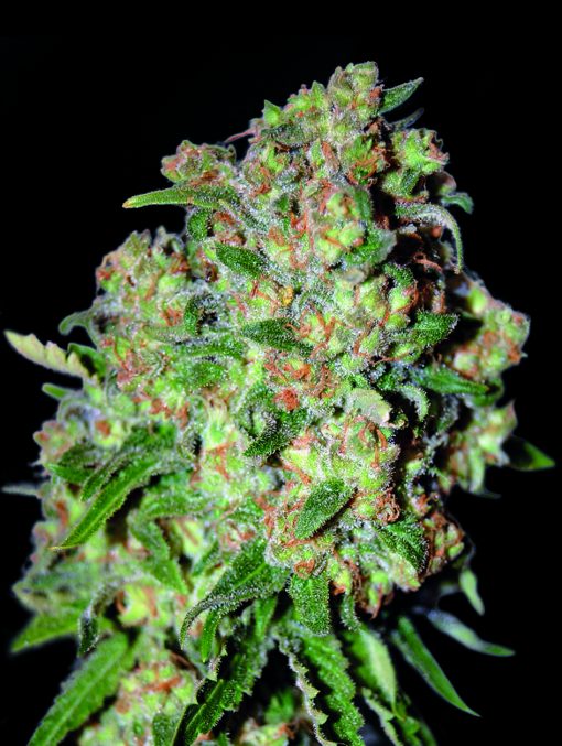 Critical