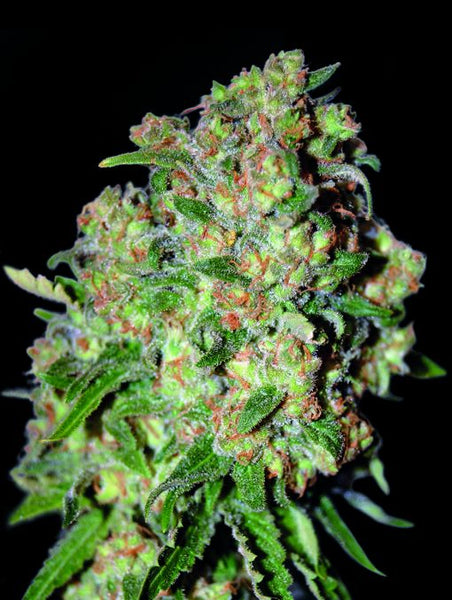 Critical