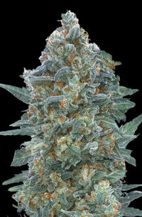 Auto Critical Lemon CBD