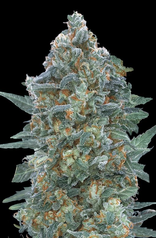 Auto Critical Lemon CBD
