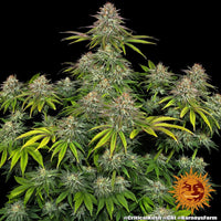Critical Kush Strain