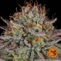 Critical Kush Strain