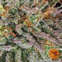 Critical Kush Strain