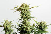 Gnomo Auto