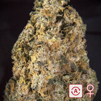 Diamond Queen Kush® (Auto-Fem)