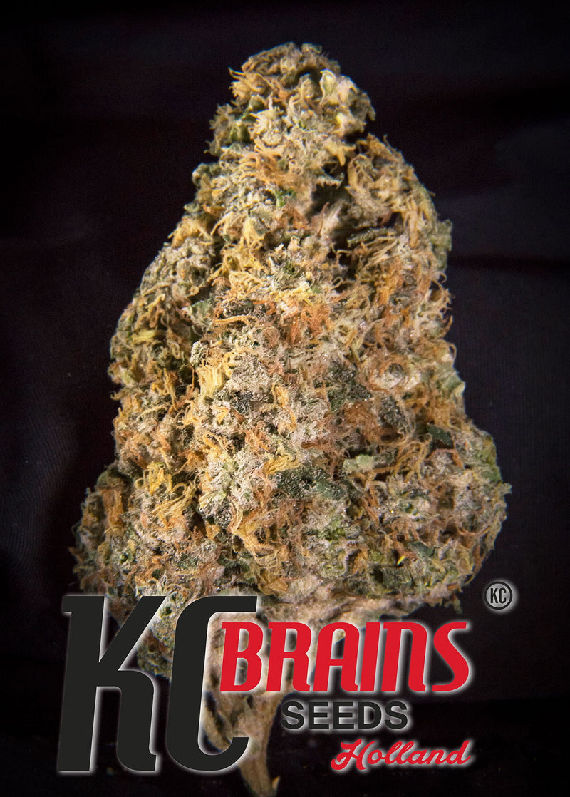 Diamond Queen Kush® (Auto-Fem)