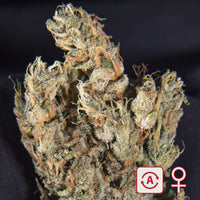 Lemon Sputnik® (Auto-Fem)