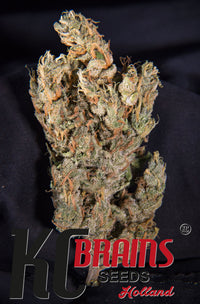 Lemon Sputnik® (Auto-Fem)