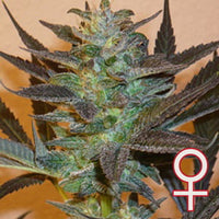 K.C. 48® (Auto-Fem)