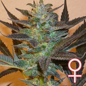 K.C. 48® (Auto-Fem)