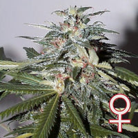 K.C. 51® (Auto-Fem)