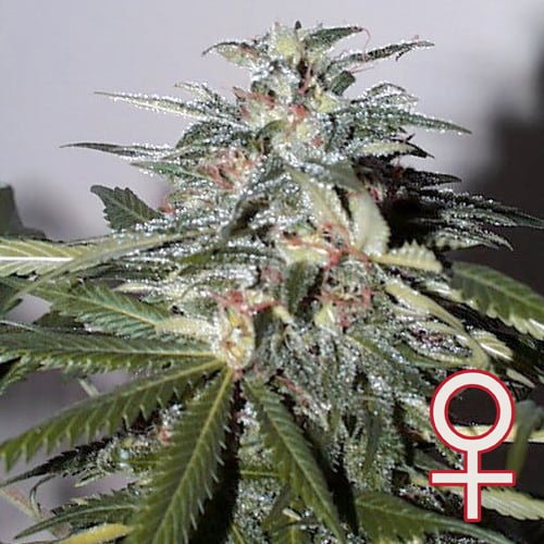 K.C. 51® (Auto-Fem)