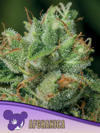 Afghanica, Landraces