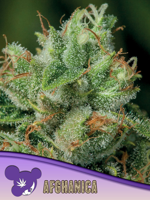 Afghanica, Landraces