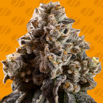Alien Moonrocks Strain