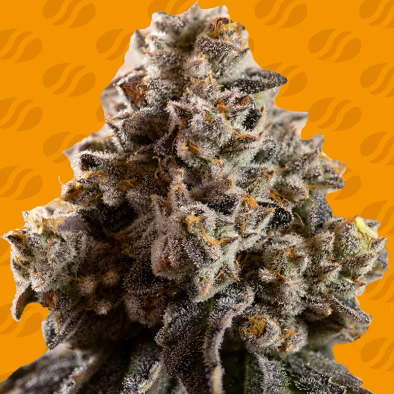 Alien Moonrocks Strain