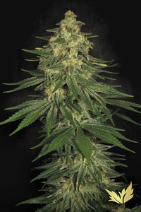 Allkush