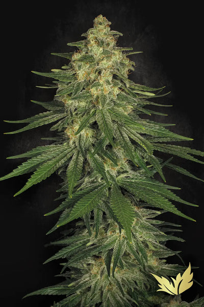 Allkush