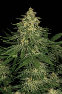 Allkush