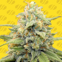 Apple Fritter Auto Strain