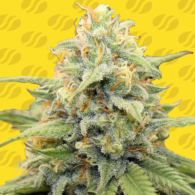 Apple Fritter Auto Strain