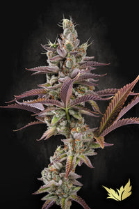 Apricot Candy