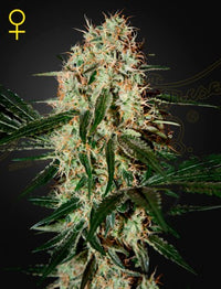 Arjan's Haze 3 (Feminised)