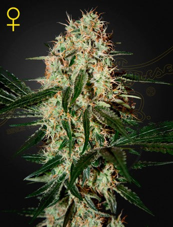 Arjan's Haze 3 (Feminised)