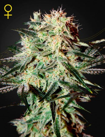 Arjan's Strawberry Haze (Feminised)