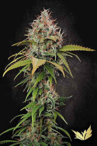 Atomical Haze