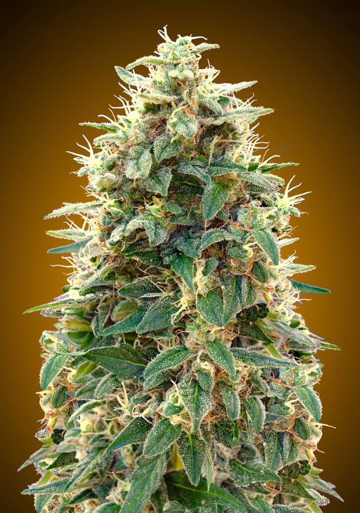 Auto 00 Cheese