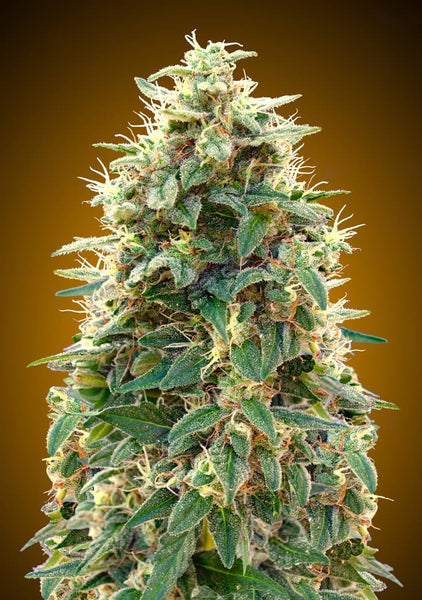 Auto 00 Cheese
