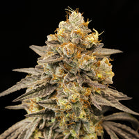 Auto Biscotti Zkittlez fem. 00 Seeds