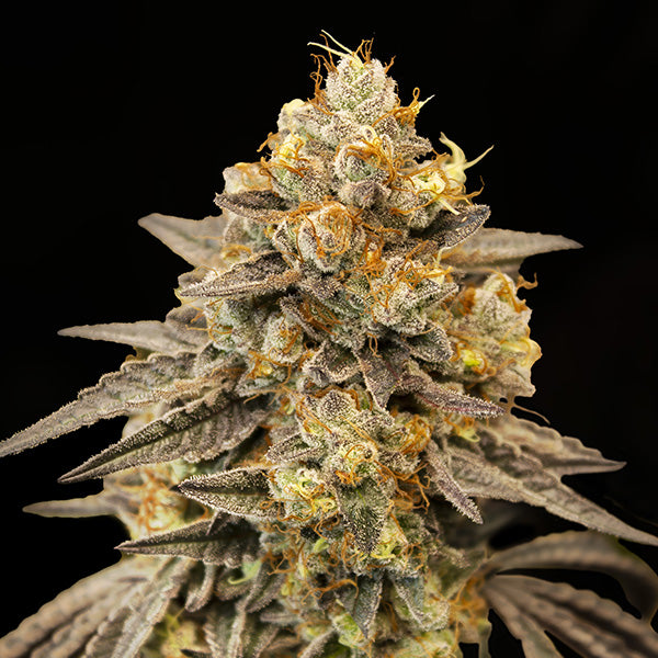 Auto Biscotti Zkittlez fem. 00 Seeds