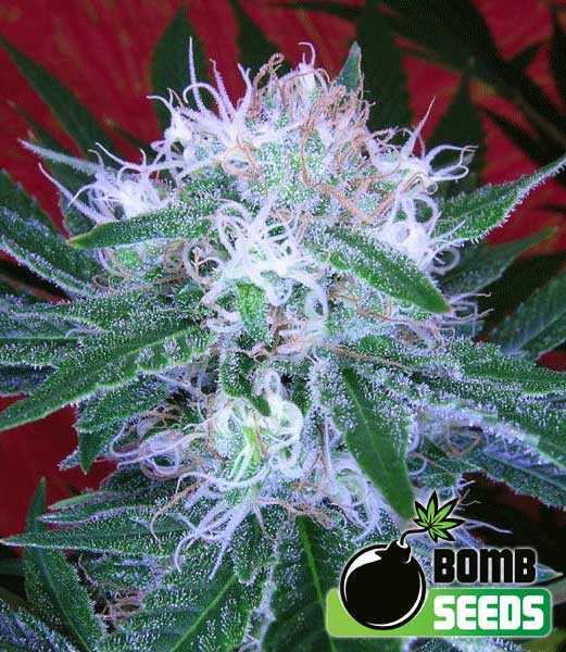 Auto Bomb