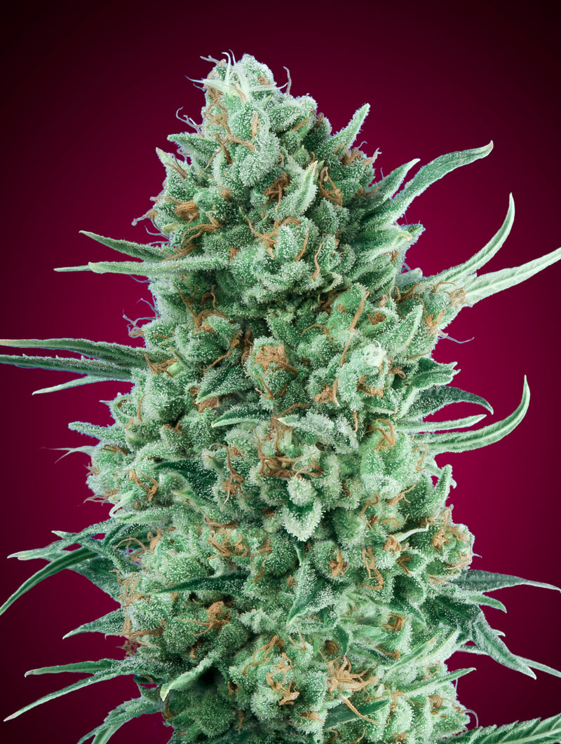 Auto Bubble Gum XXL