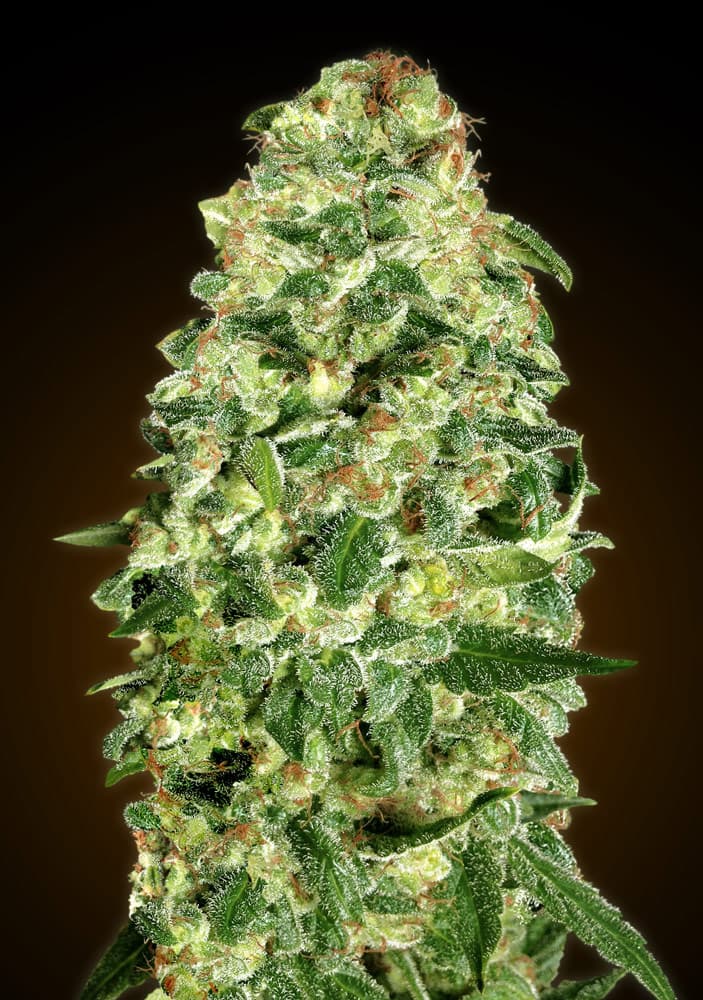 Auto California Kush