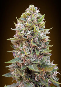 Auto Cheese Berry