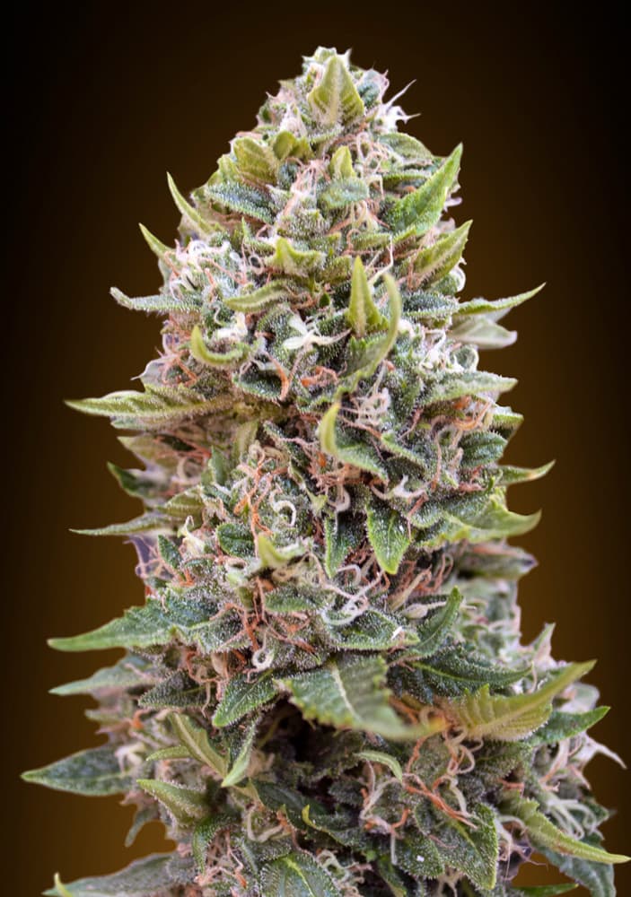 Auto Cheese Berry