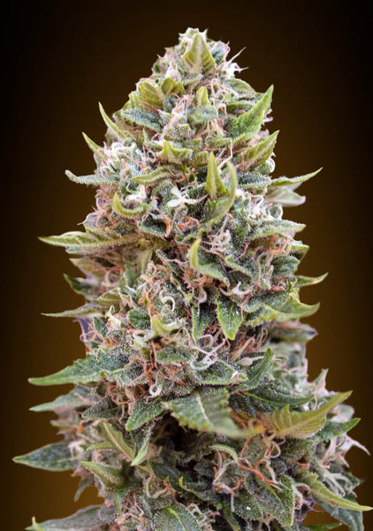 Auto Cheese Berry