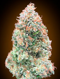 Auto Chocolate Skunk XXL