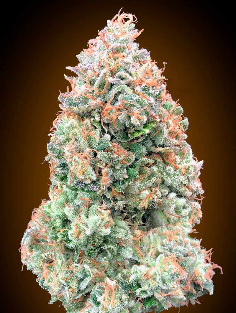 Auto Chocolate Skunk XXL