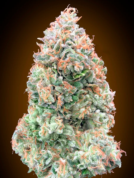 Auto Chocolate Skunk XXL