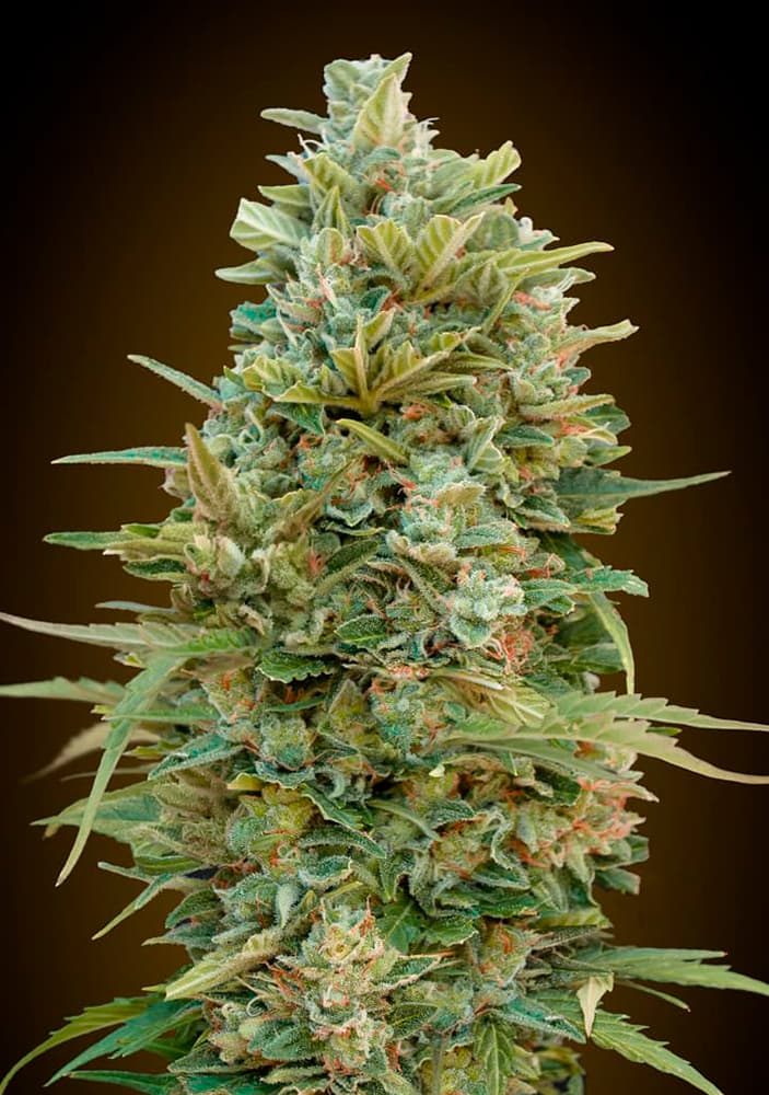 Auto Do-Si-Dos Cookies