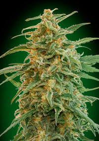 Auto Gorilla
