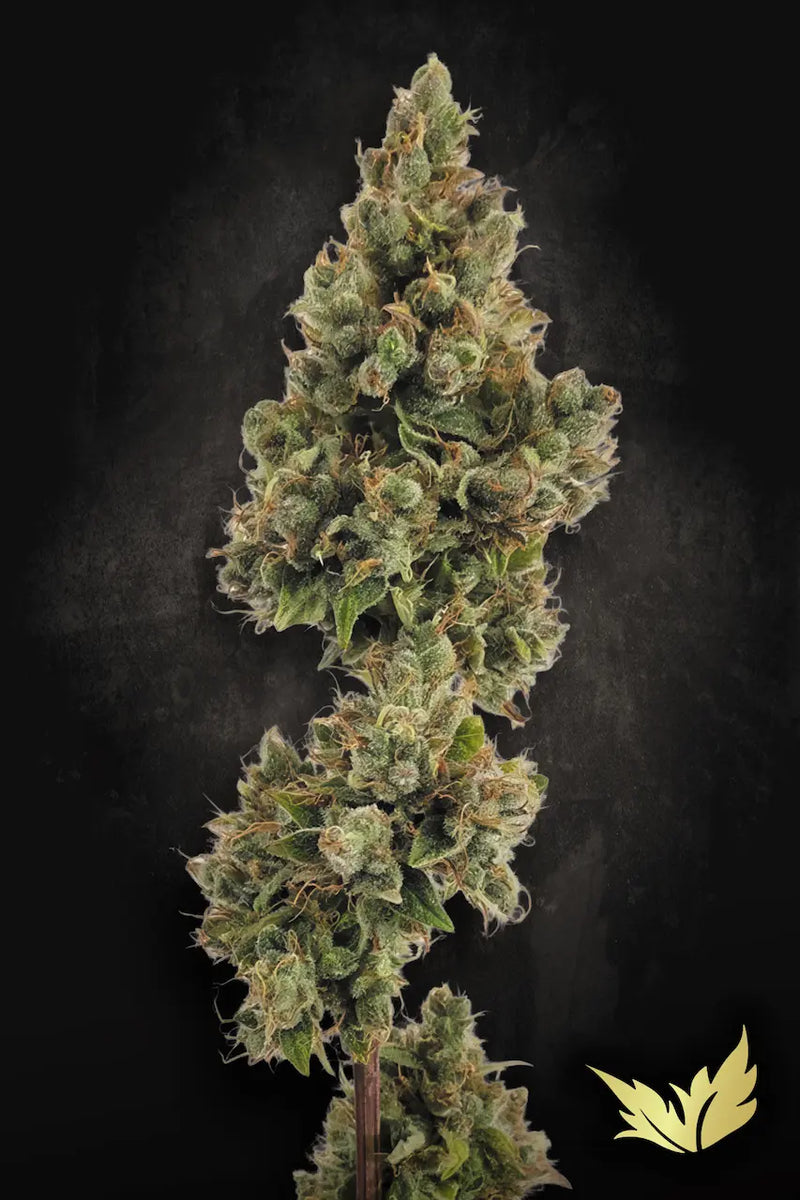 Auto Jack