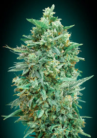 Auto Northern Lights XXL