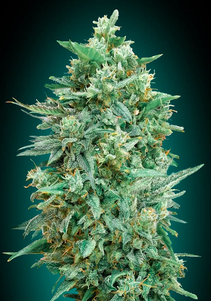 Auto Northern Lights XXL