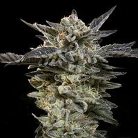Auto Oreoz fem. 00 Seeds