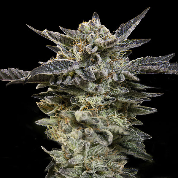 Auto Oreoz fem. 00 Seeds